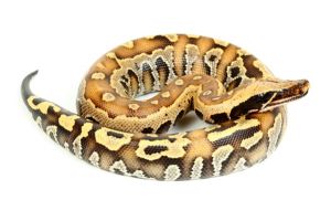 Python brongersmai het. albinos